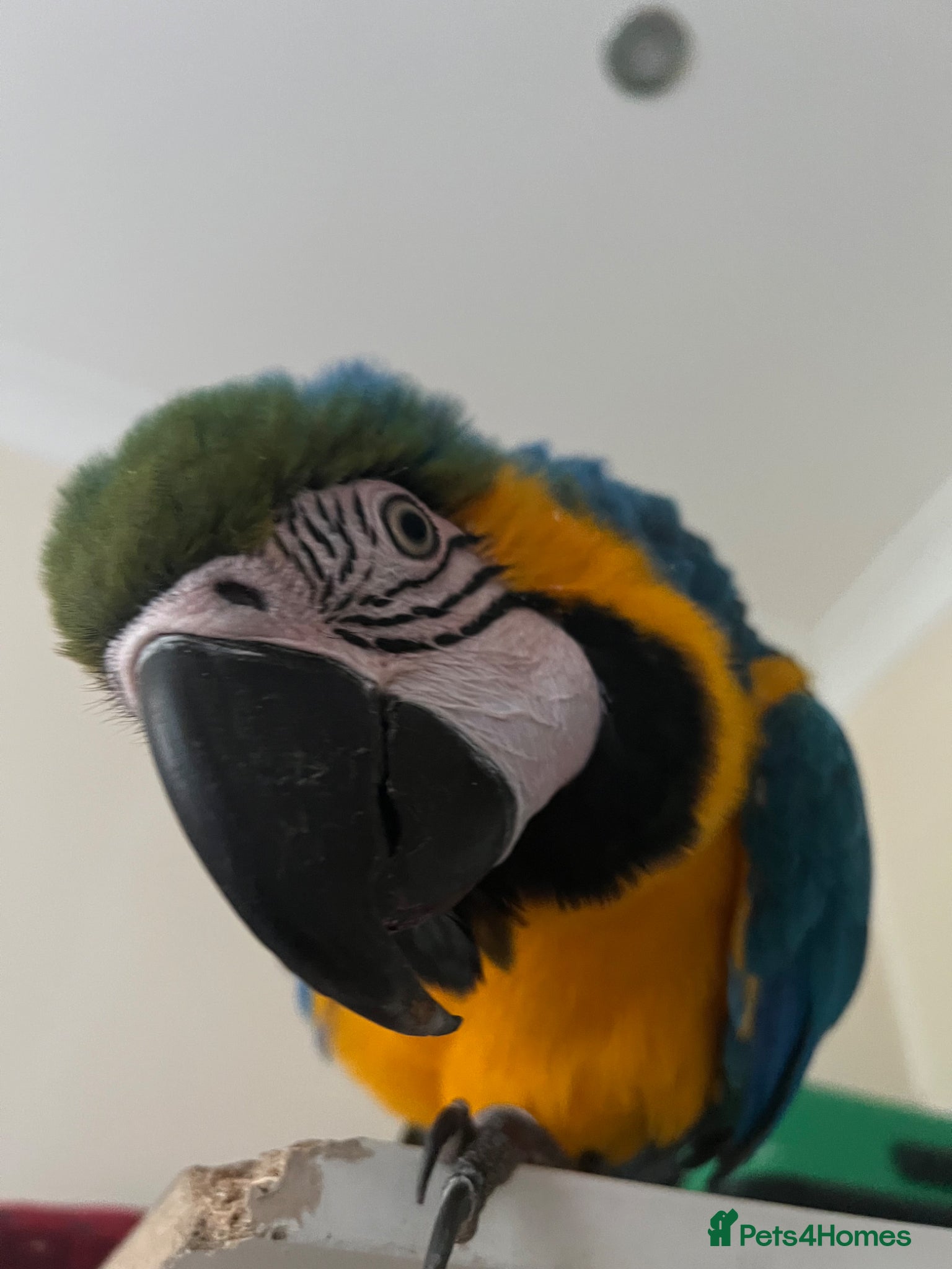 Macaws birds Macaw parrot - Advert 1