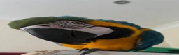 Macaws birds for sale: Macaw parrot in London - Advert 1