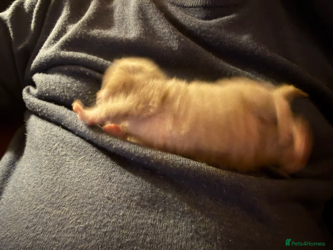 Brazilian Shorthair cats for sale: Lilac and Lilac & White - Advert 2