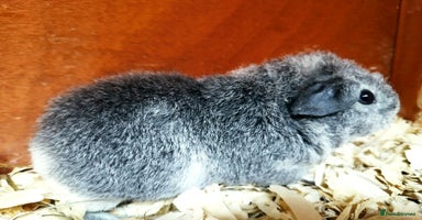 Guinea Pig rodents - Advert 3