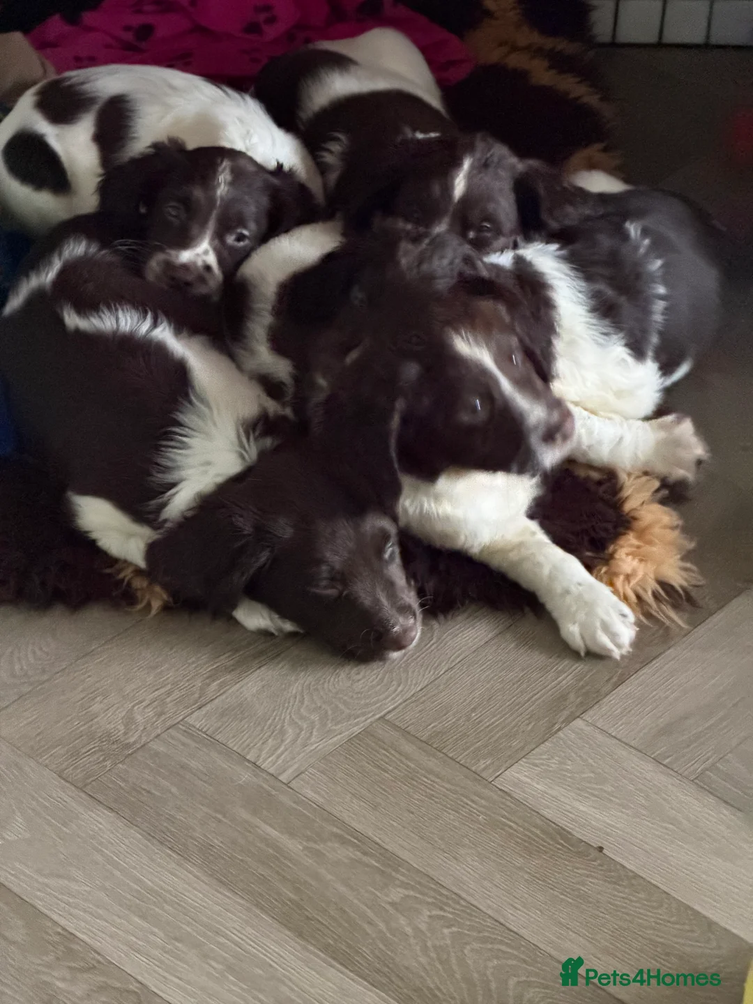 English Springer Spaniel dogs for sale: **Ready to leave** - Advert 11
