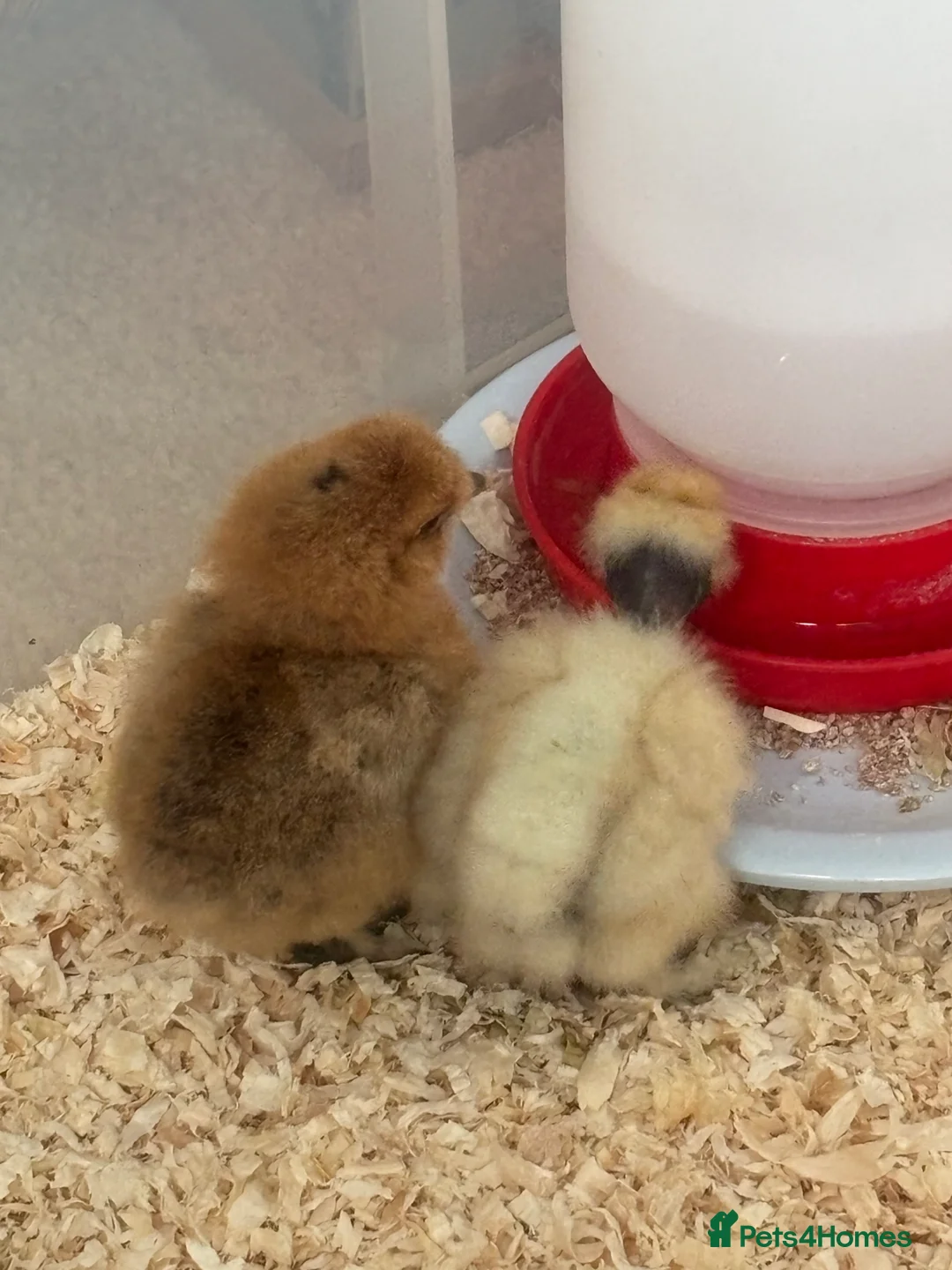 Chickens poultry for sale: Silkies chicks  - Advert 2