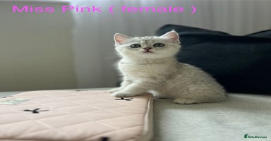 Scottish Fold cats - Advert 3