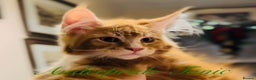 Maine Coon cats for sale: ANDERPRIDE KITTENS READY TO LEAVE NOW TICA !  - Advert 16