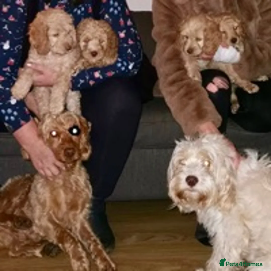 Cockapoo dogs for stud: BAXTER Makes Beautiful Babies 🐾 in Haddington - Advert 20