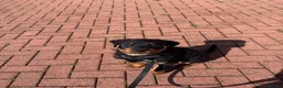 Rottweiler dogs for sale: Rottweiler for sale - Advert 9