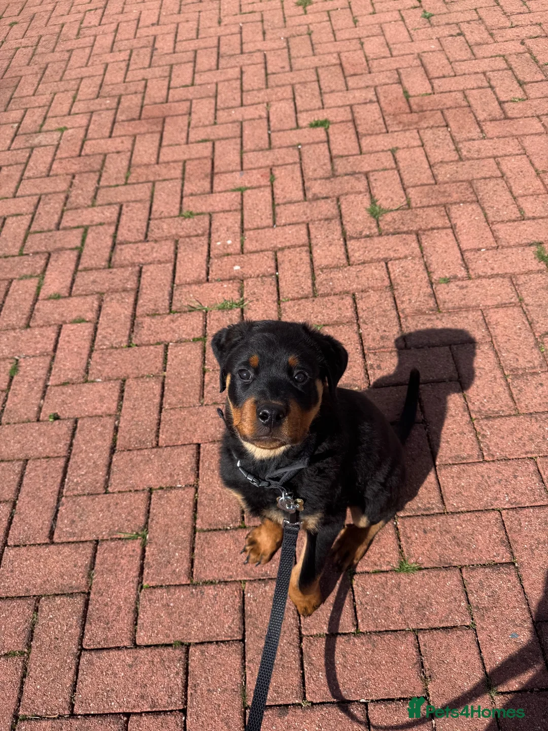 Rottweiler dogs for sale: Rottweiler for sale - Advert 9
