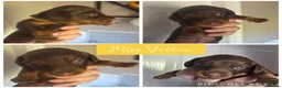 Miniature Dachshund dogs for sale: Chocolate & Tan Miniature Dachshund Puppies - Advert 4