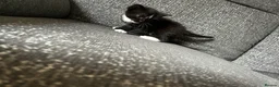 Mixed Breed cats for sale: 3 male kittens for sale  - Advert 16