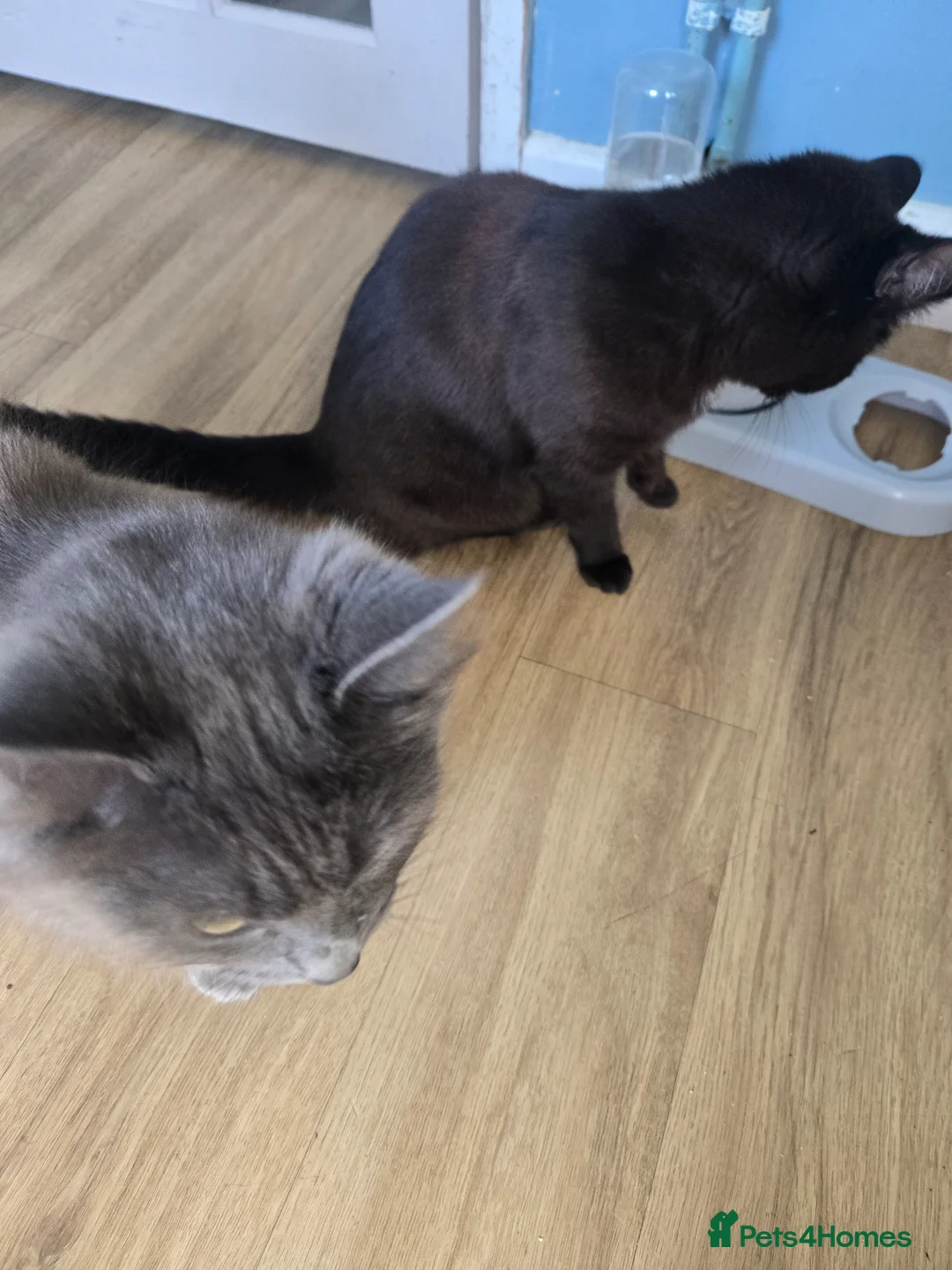 Mixed Breed cats for sale: 2 cats - Advert 1