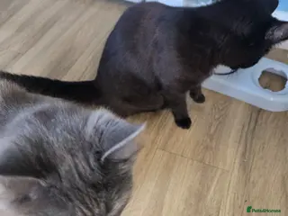 Mixed Breed cats 2 cats - Advert 4