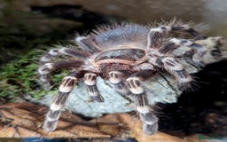 Tarantulas invertebrates for sale: Tarantula Collection - Image 1
