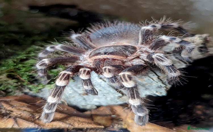 Tarantulas invertebrates - Advert 1