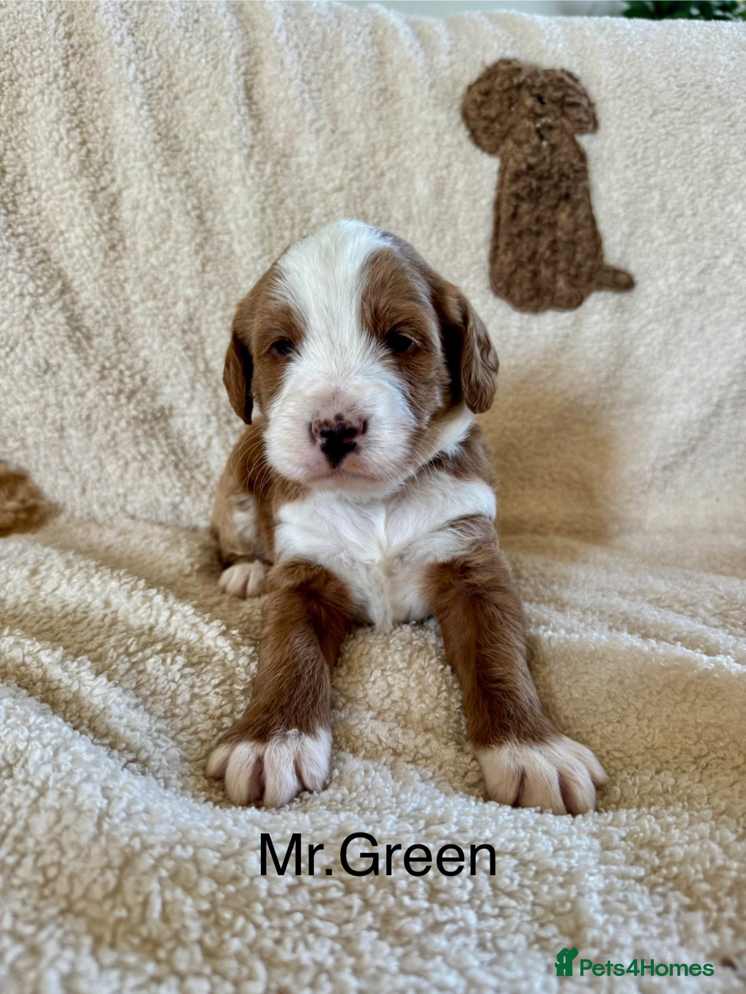 Australian Labradoodle dogs for sale: Gorgeous Tuxedo Marking Australian Labradoodles - Advert 5