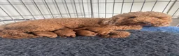Cockapoo dogs for sale: READY SOON - Gorgeous Cockapoo Puppies in Leominster - Advert 16
