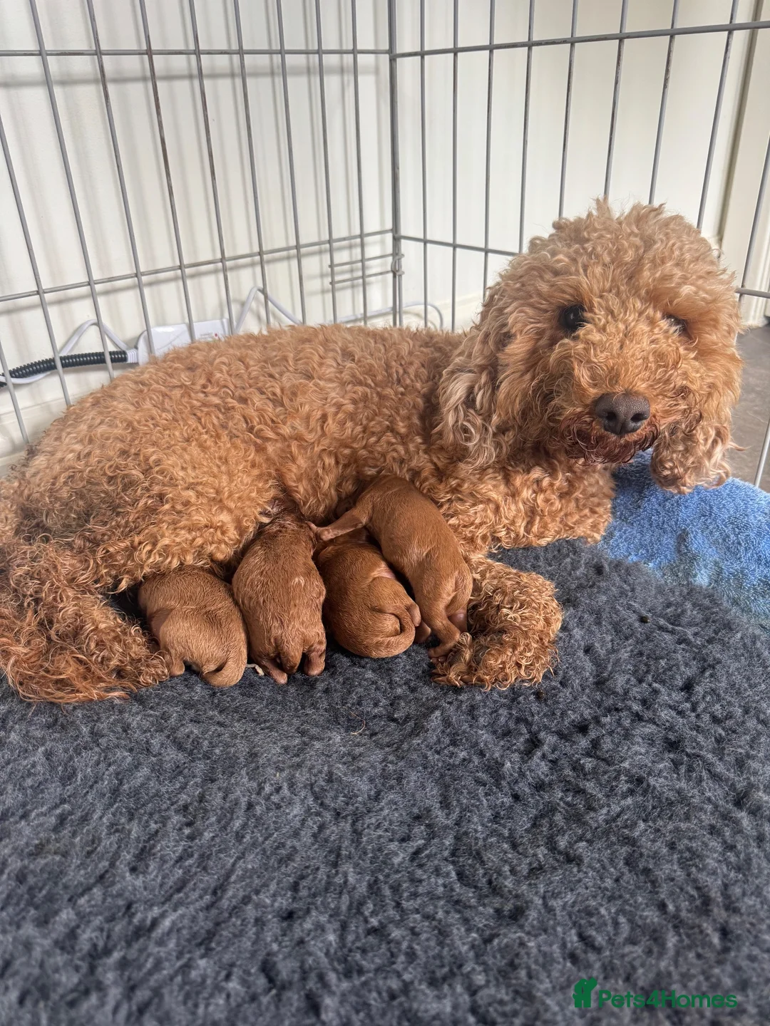 Cockapoo dogs for sale: READY SOON - Gorgeous Cockapoo Puppies in Leominster - Advert 16