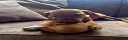 Hungarian Vizsla dogs for sale: LAST 3 HUNGARIAN VISZLA PUPS - Advert 3
