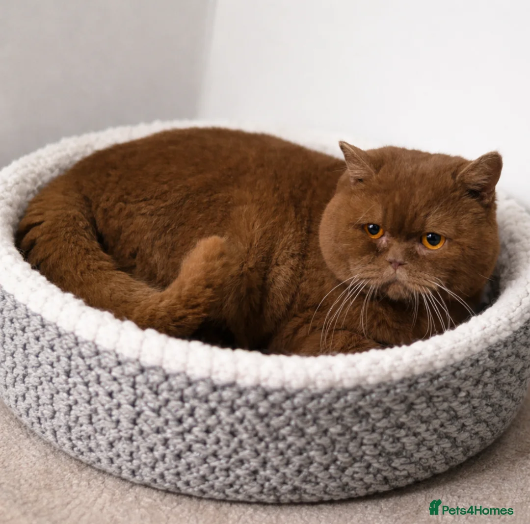 British Shorthair cats for stud: 🔥🐻 GCCF TICA  CINNAMON TEDDY BEAR FOR STUD🔥 - Advert 1
