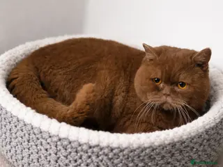 British Shorthair cats 🔥🐻 GCCF TICA CINNAMON TEDDY BEAR FOR STUD🔥 - Advert 2