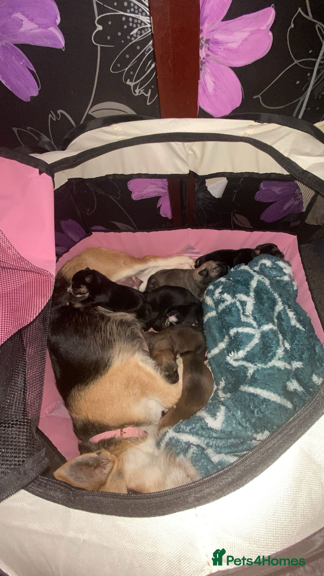 Mixed Breed dogs for sale: Ready for new loving homes now - Image 16