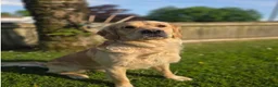 Golden Retriever dogs for sale: Wiating list for Therapy line Golden Retrievers - Advert 5
