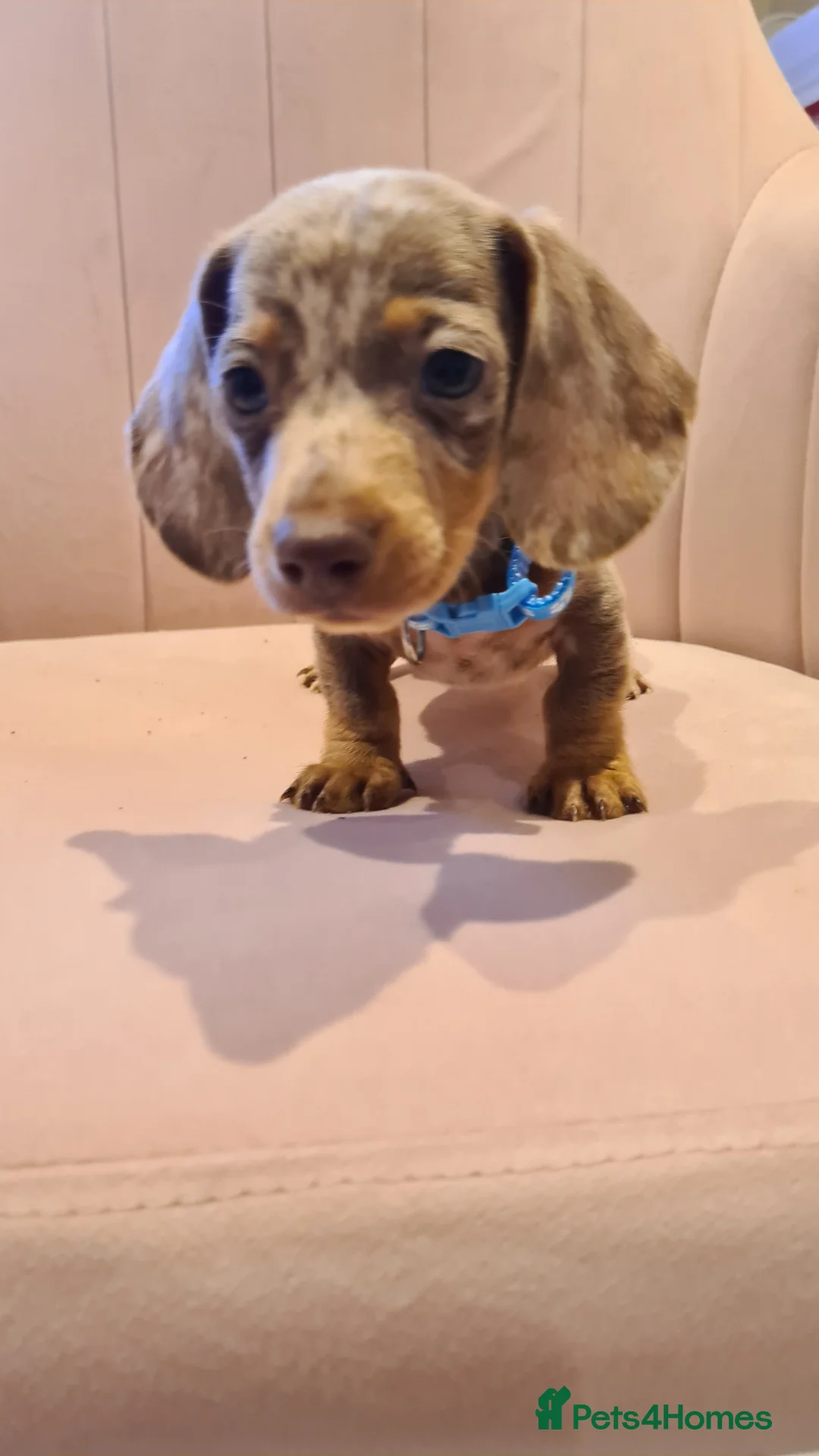Miniature Dachshund dogs for sale: Lilac dapple daxies ready soon 3 girls 2 boys left - Advert 21
