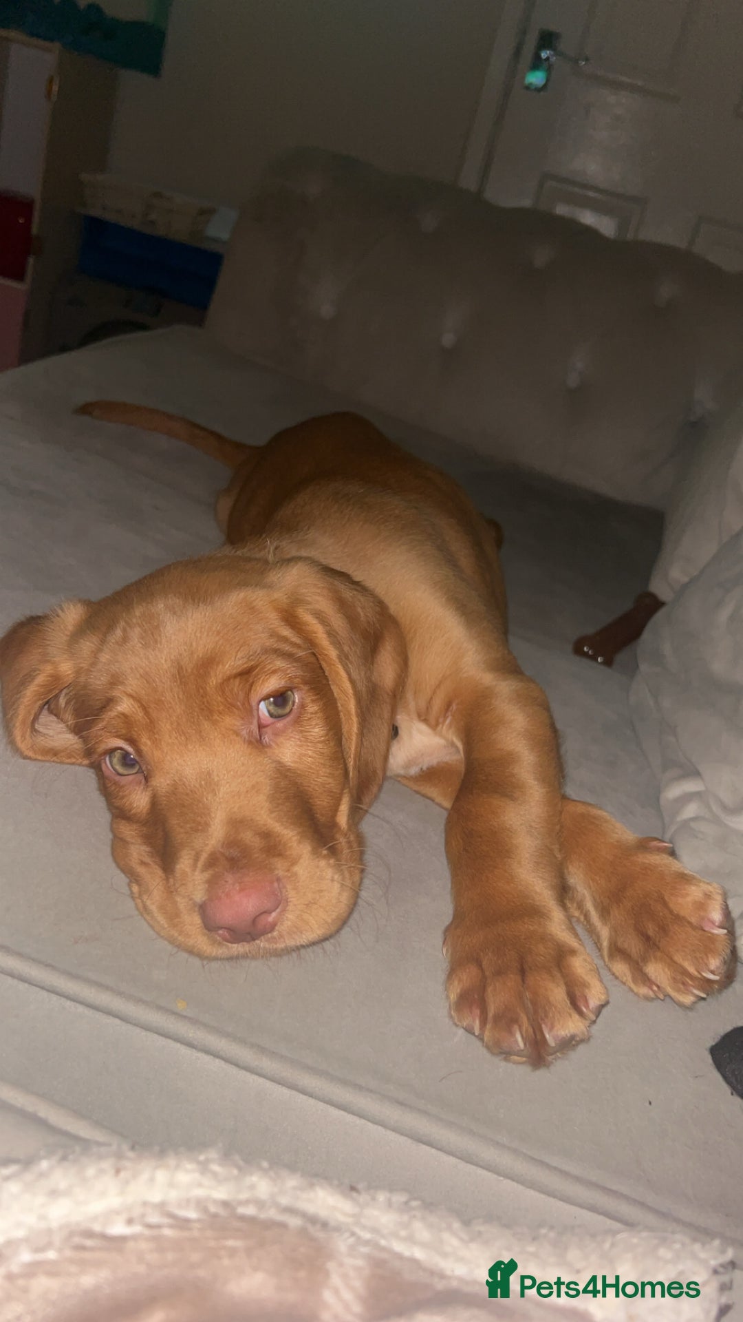 Cockerdor dogs for sale: 12 week cockerdor  - Advert 1