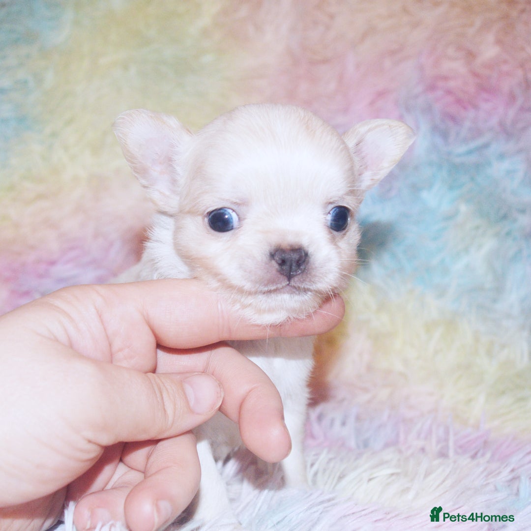 Chihuahua dogs for sale: KC REG HEALTH TESTED CHIHUAHUA BABIES - Image 5