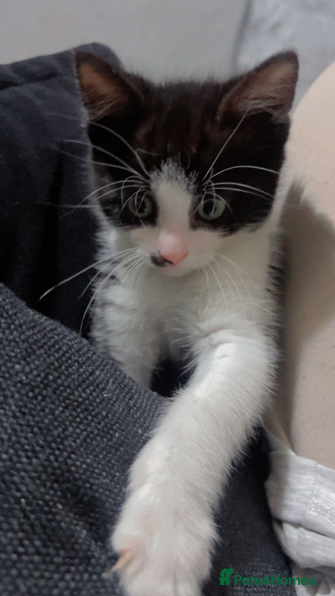 British Shorthair cats for sale: 11 Week Old Male Kitten Black & White Shorthair - Advert 8