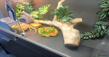 Bearded Dragon reptiles - Advert 5