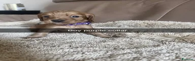 Cocker Spaniel 6