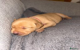 Labrador Retriever dogs for sale: Labrador Retriever Pups - Image 22