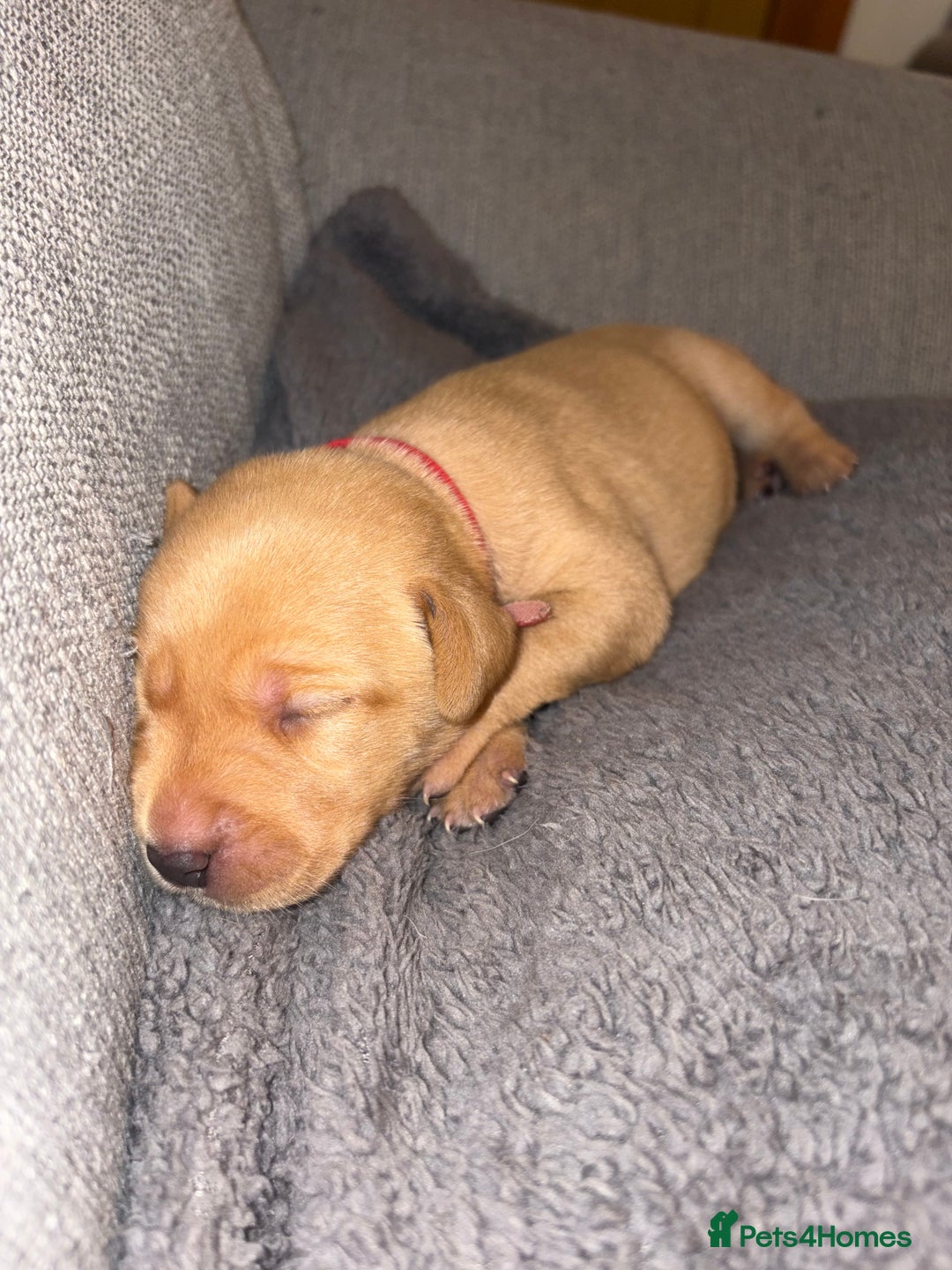 Labrador Retriever dogs for sale: Labrador Retriever Pups - Image 22