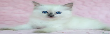 Ragdoll 3