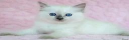 Ragdoll cats for sale: Stunning Ragdolls Ready Now. - Advert 13