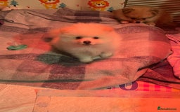 Pomeranian dogs for sale: Beautiful Pomerian Boy  - Image 23