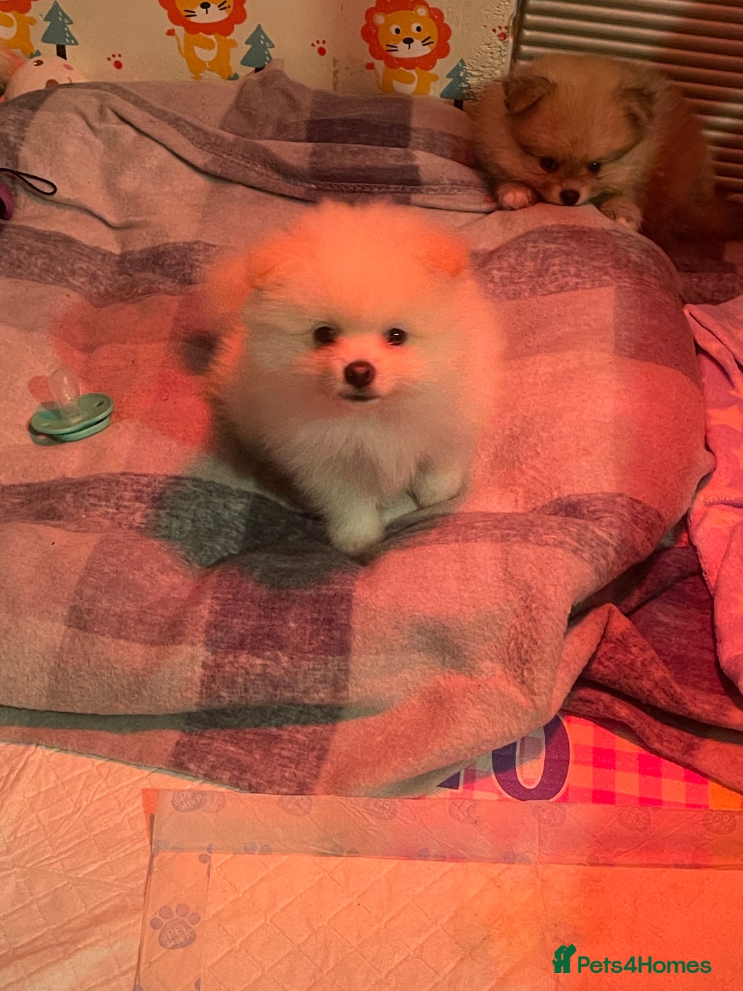 Pomeranian dogs for sale: Beautiful Pomerian Boy  - Image 23