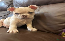 French Bulldog dogs for sale: Beautiful Frenchie babies-4 weeks free insurance - Image 9