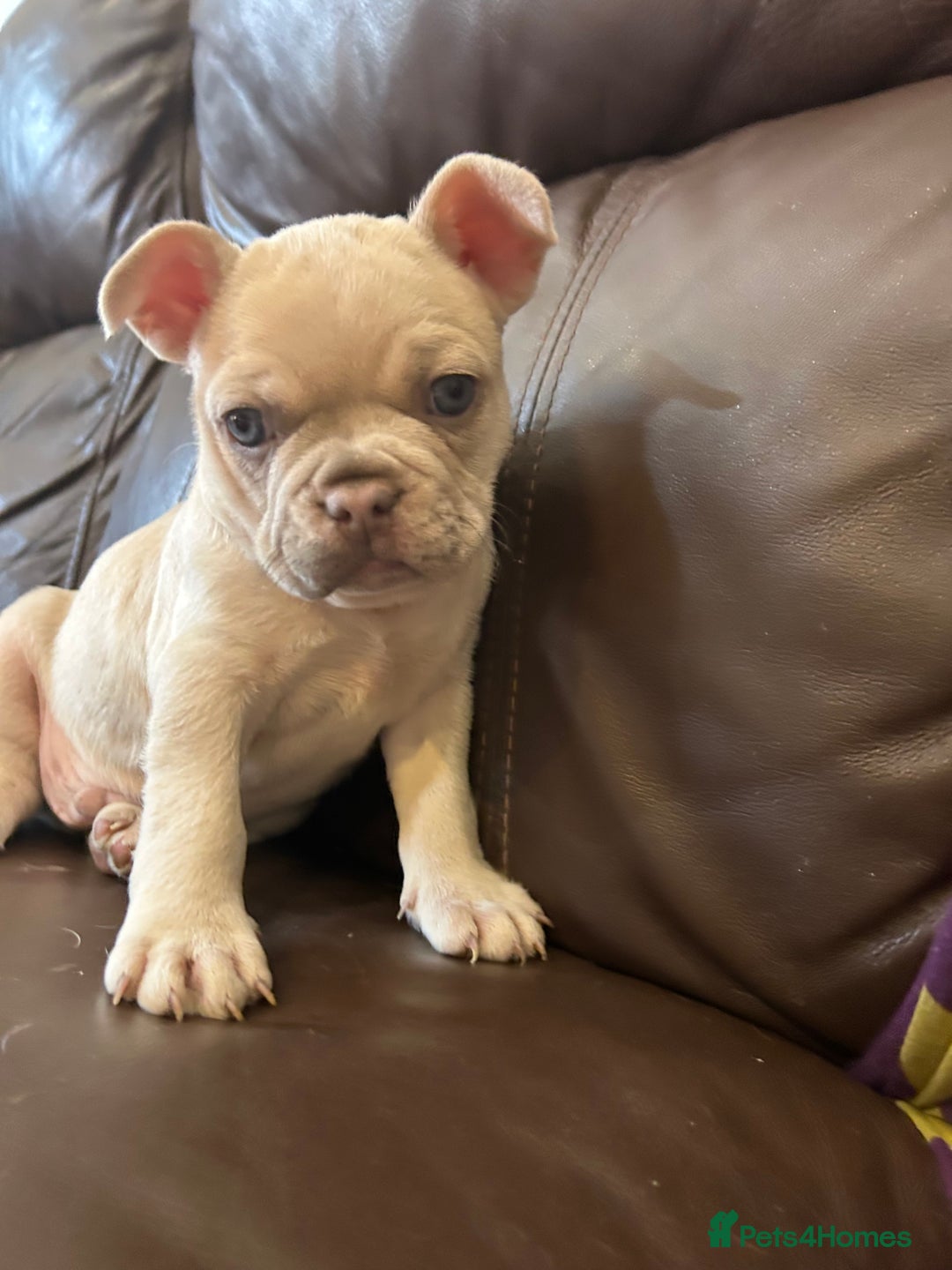 French Bulldog dogs for sale: Beautiful Frenchie babies-4 weeks free insurance - Image 9