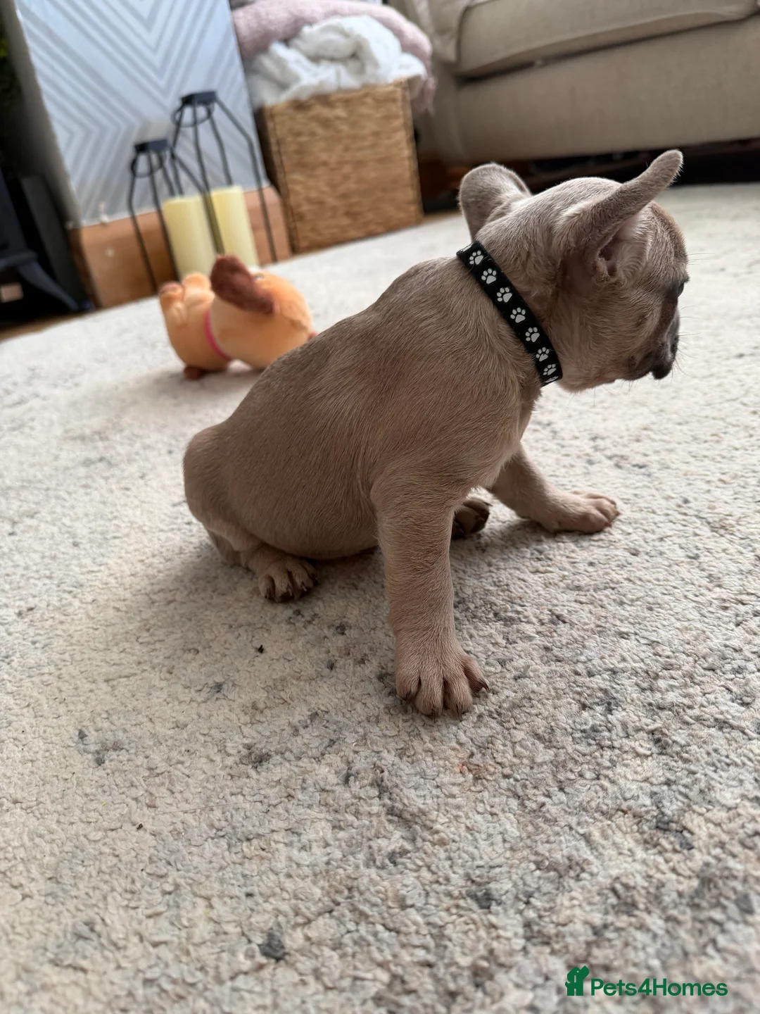 French Bulldog dogs for sale: 3 Gorgeous French Bulldog puppies  - Advert 25