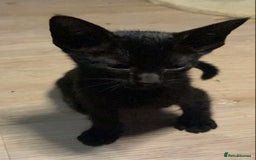 Oriental cats for sale: Oriental kitten - Image 22