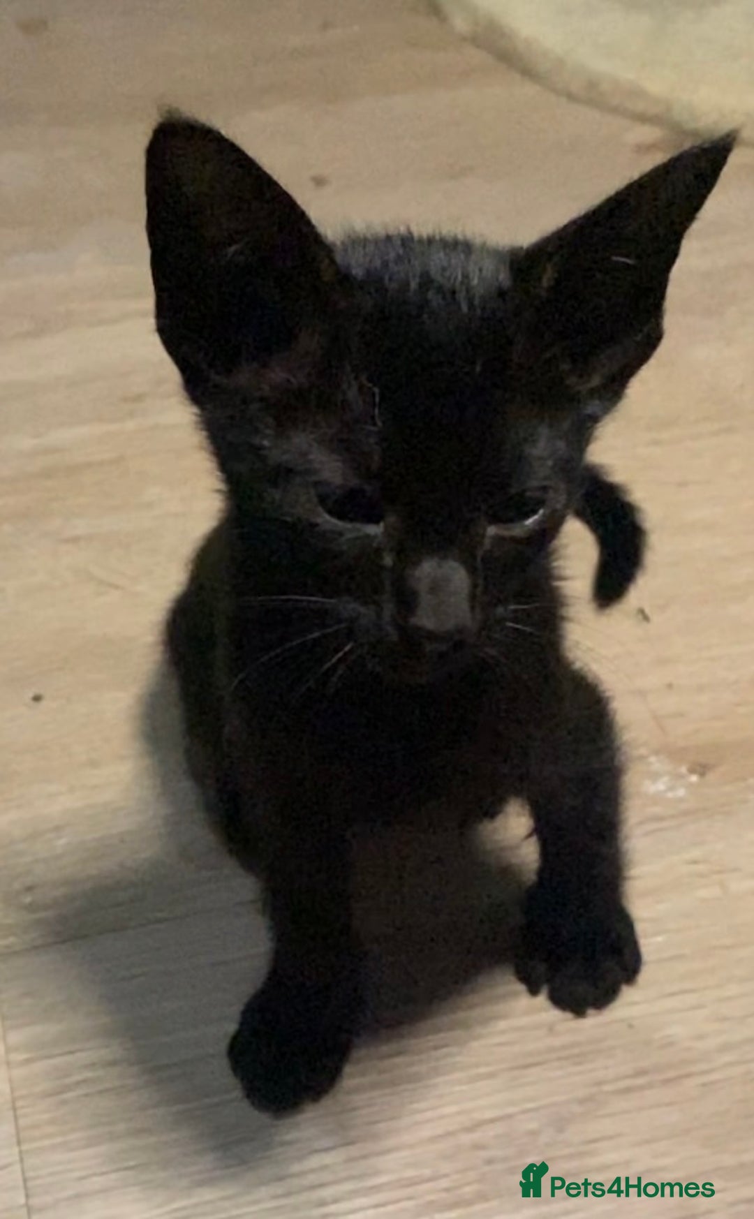 Oriental cats for sale: Oriental kitten - Image 22
