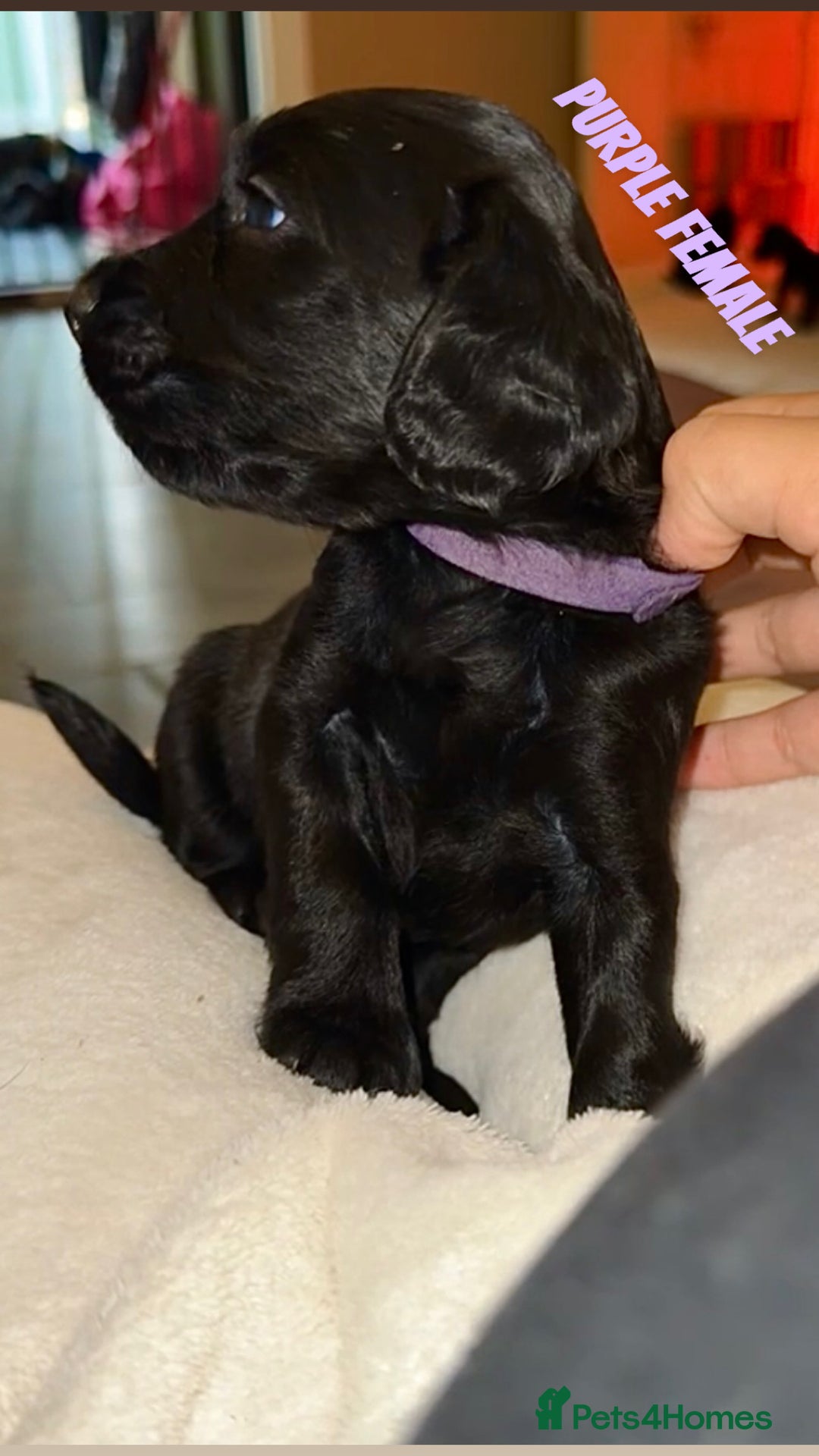 Cocker Spaniel dogs for sale: COCKER SPANIEL PUPPIES  - Image 7