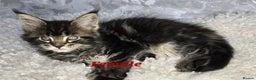 Maine Coon cats for sale: TICA KING SIZE MAINE COON CUBS - Advert 3