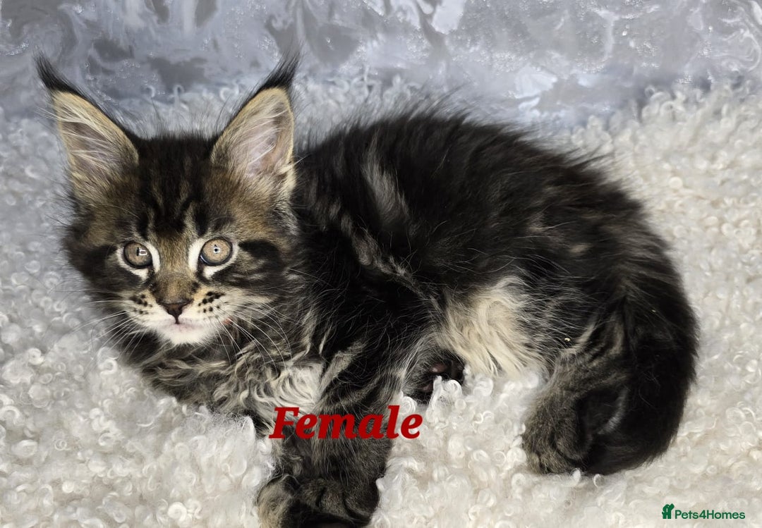 Maine Coon cats for sale: TICA KING SIZE MAINE COON CUBS - Advert 3