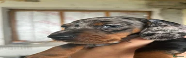 Miniature Dachshund 2