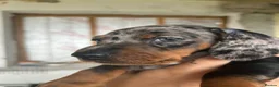 Miniature Dachshund dogs for sale: Adorable Miniature Dachshund Puppies - Advert 12