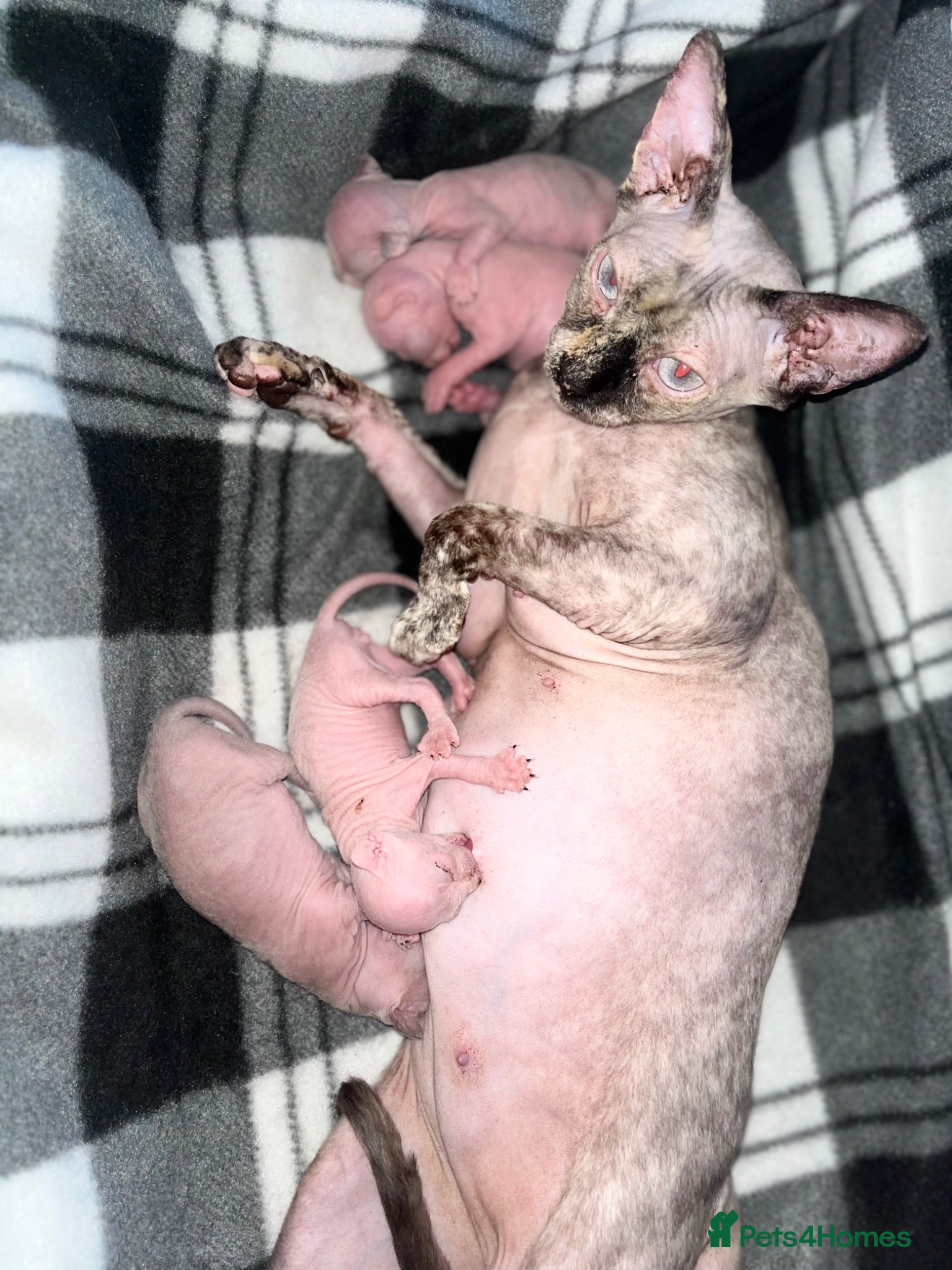 Sphynx cats Sphynx Kittens  - Advert 10