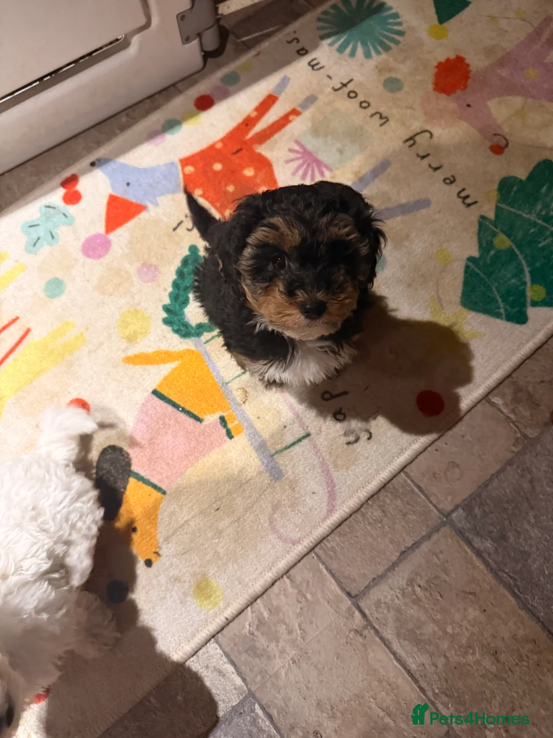 Shihpoo dogs for sale: Shihpoo - Advert 23