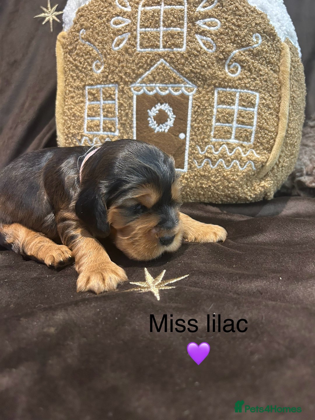 Cockalier dogs for sale: Adorable cockalier puppies 💙🩵💜❤️🩷 - Advert 11